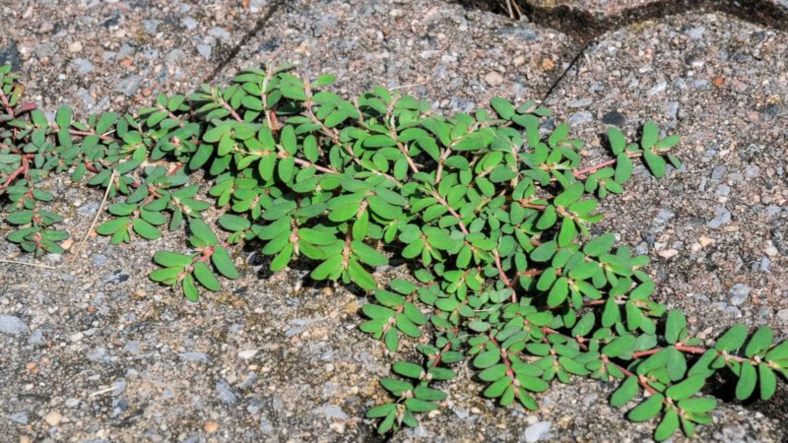 Early Summer Weeds