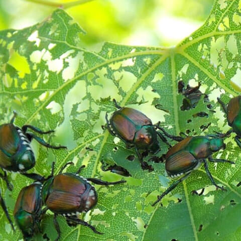 Are Japanese Beetles Harmful?