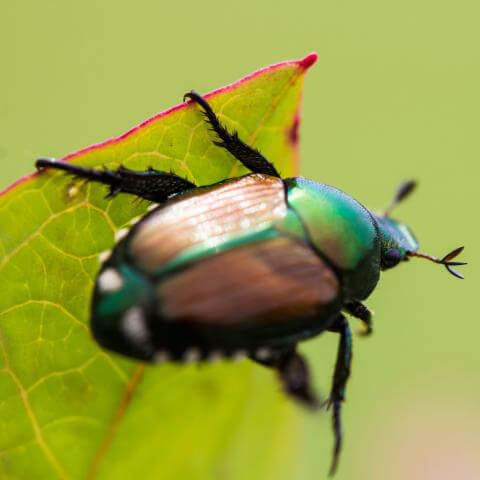 Are Japanese Beetles Harmful?