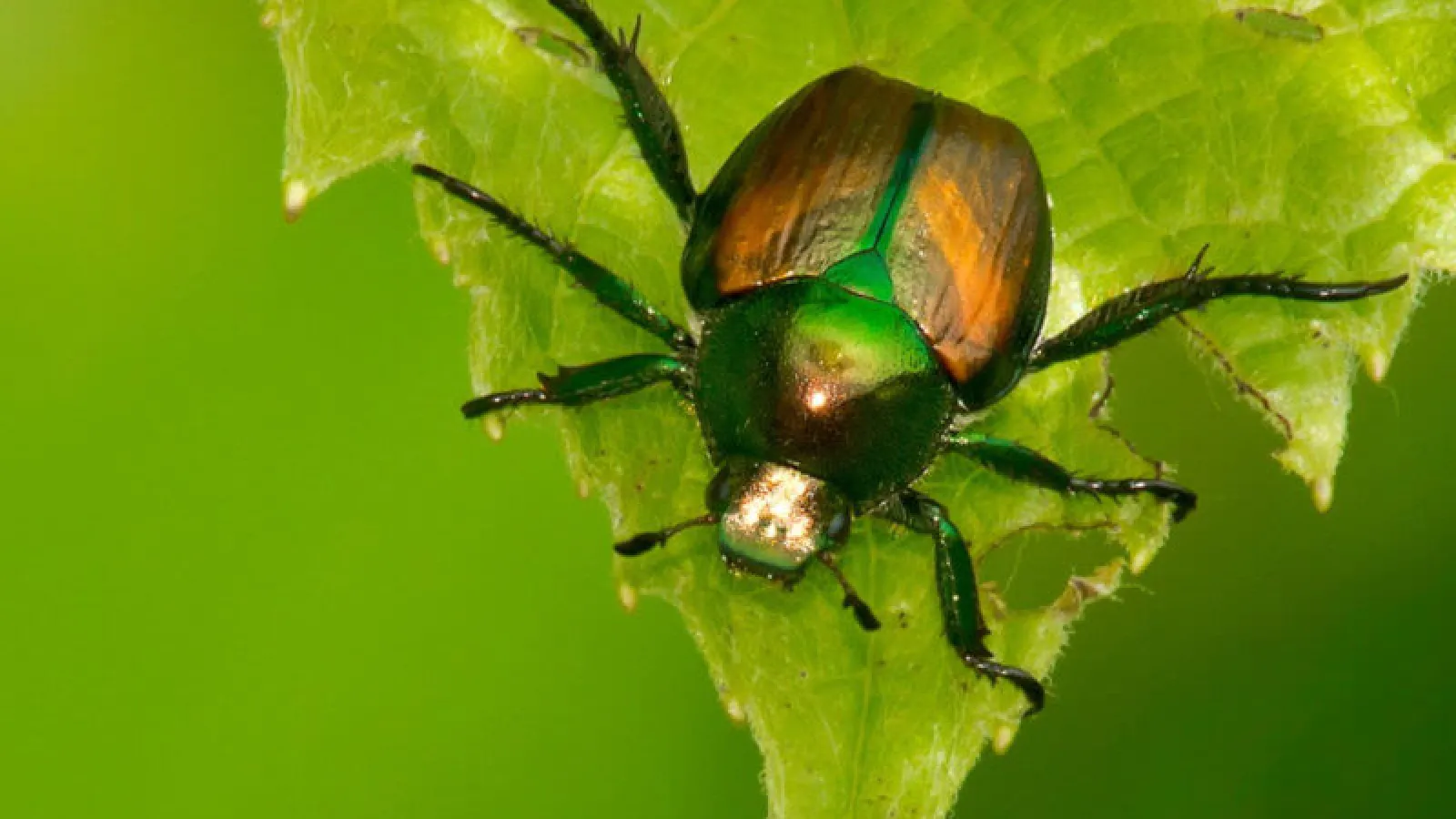 Are Japanese Beetles Harmful?