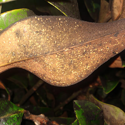 Are Scale Insects Bugging Your Plants?