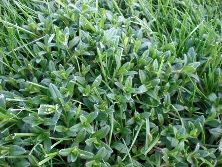 mouse-ear chickweed- winter weeds