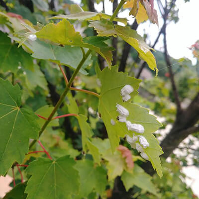 Are Scale Insects Bugging Your Plants?