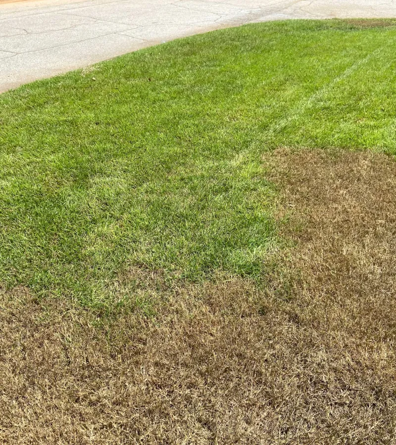 Armyworms marching across lawn