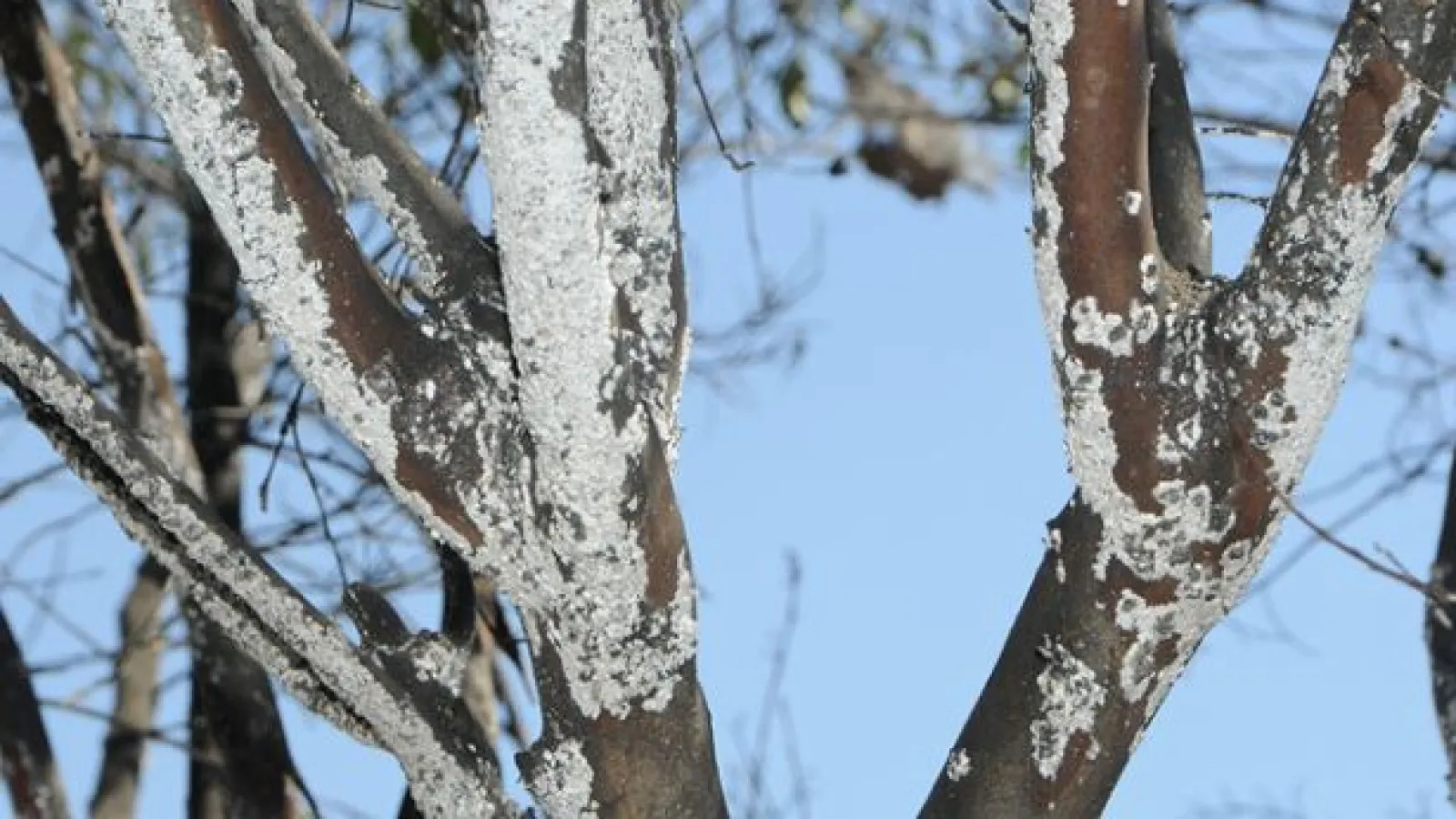 Crape myrtle bark scale