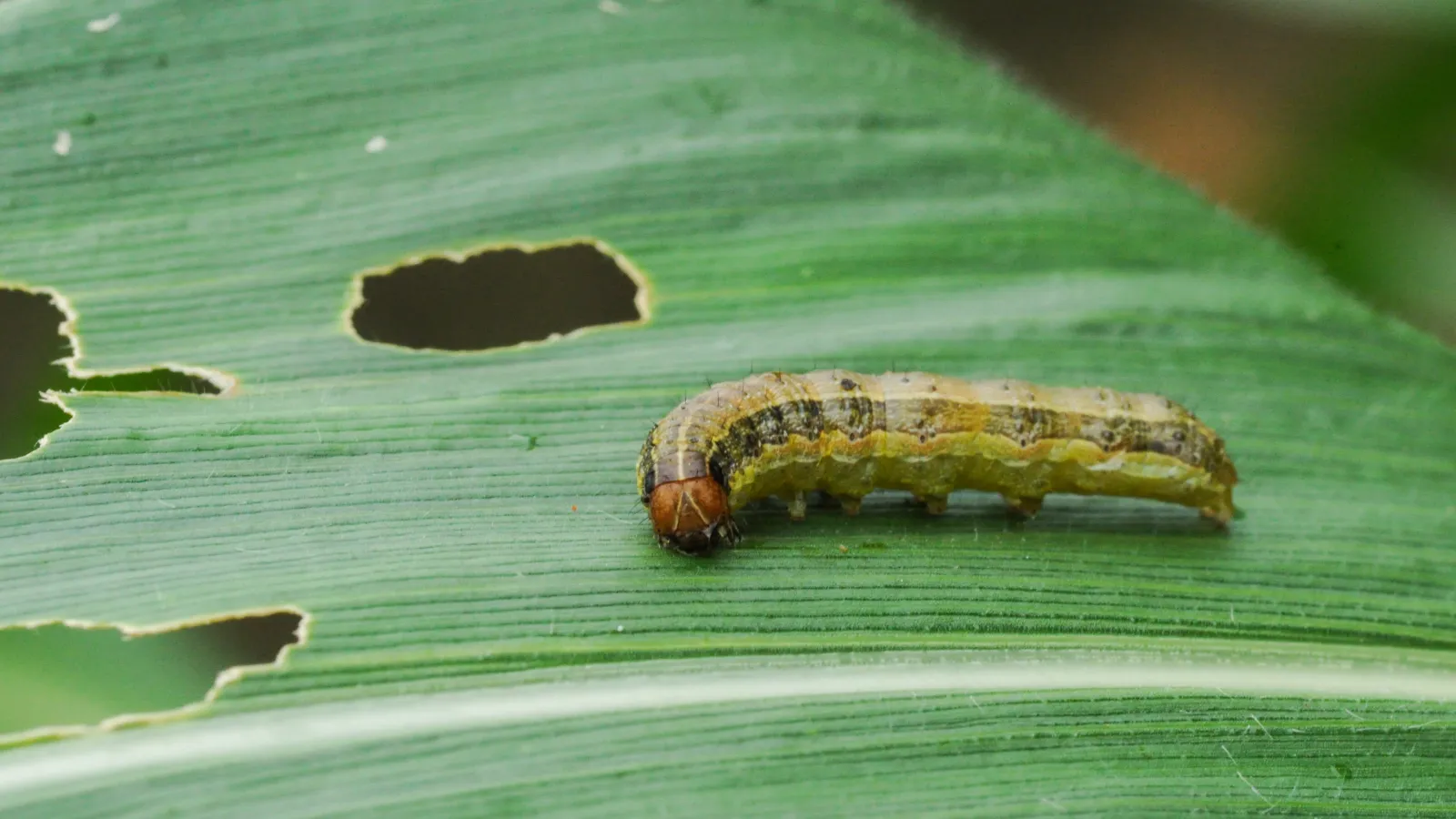 Armyworm on a leaf blade