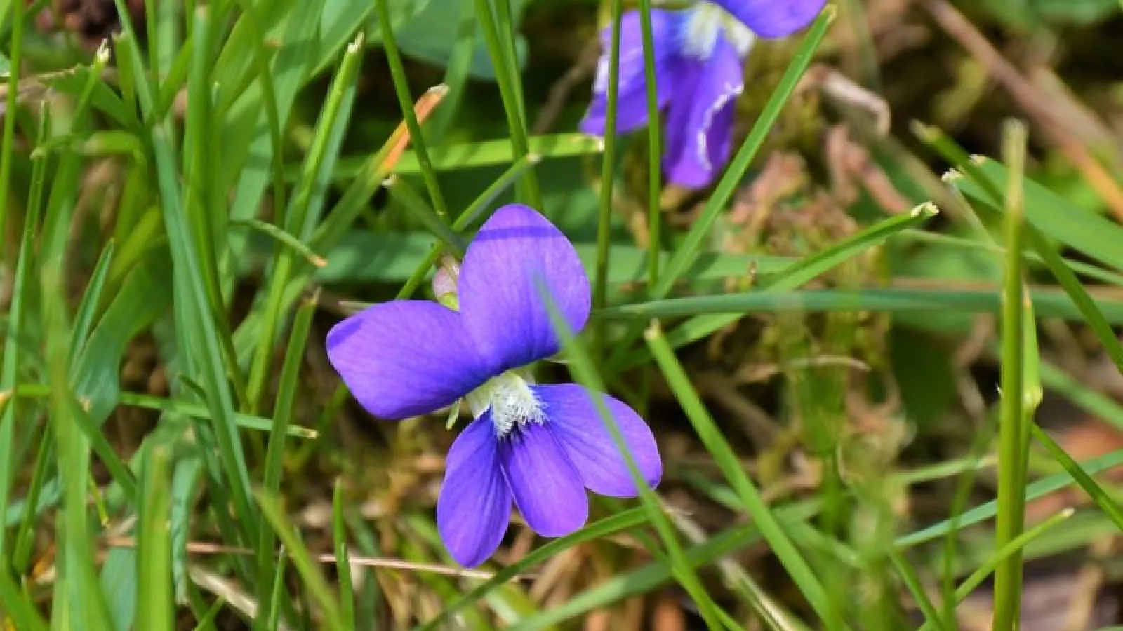 Wild Violets