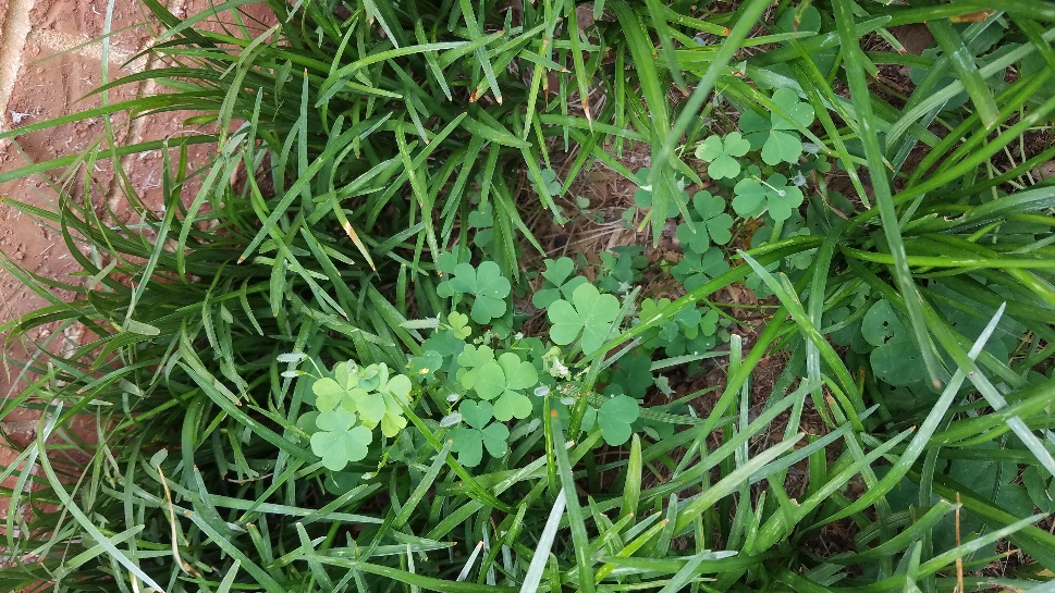 oxalis in grass