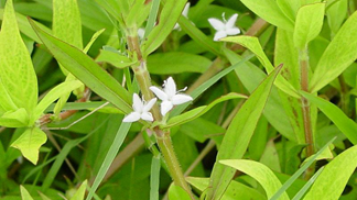 Nuisance Summer Weeds