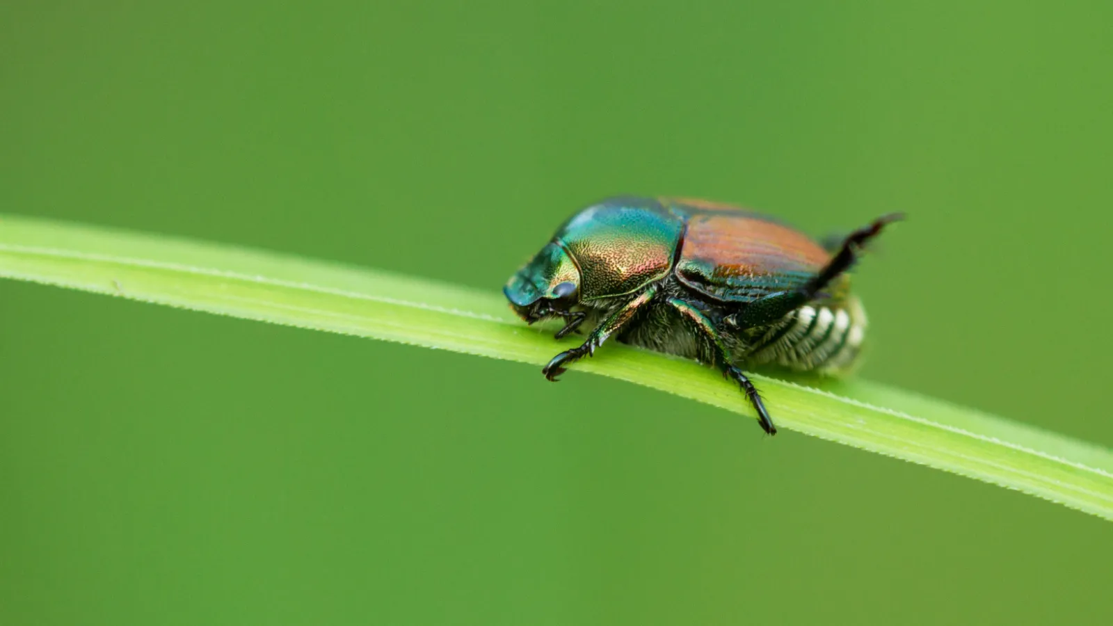 a bug on a leaf