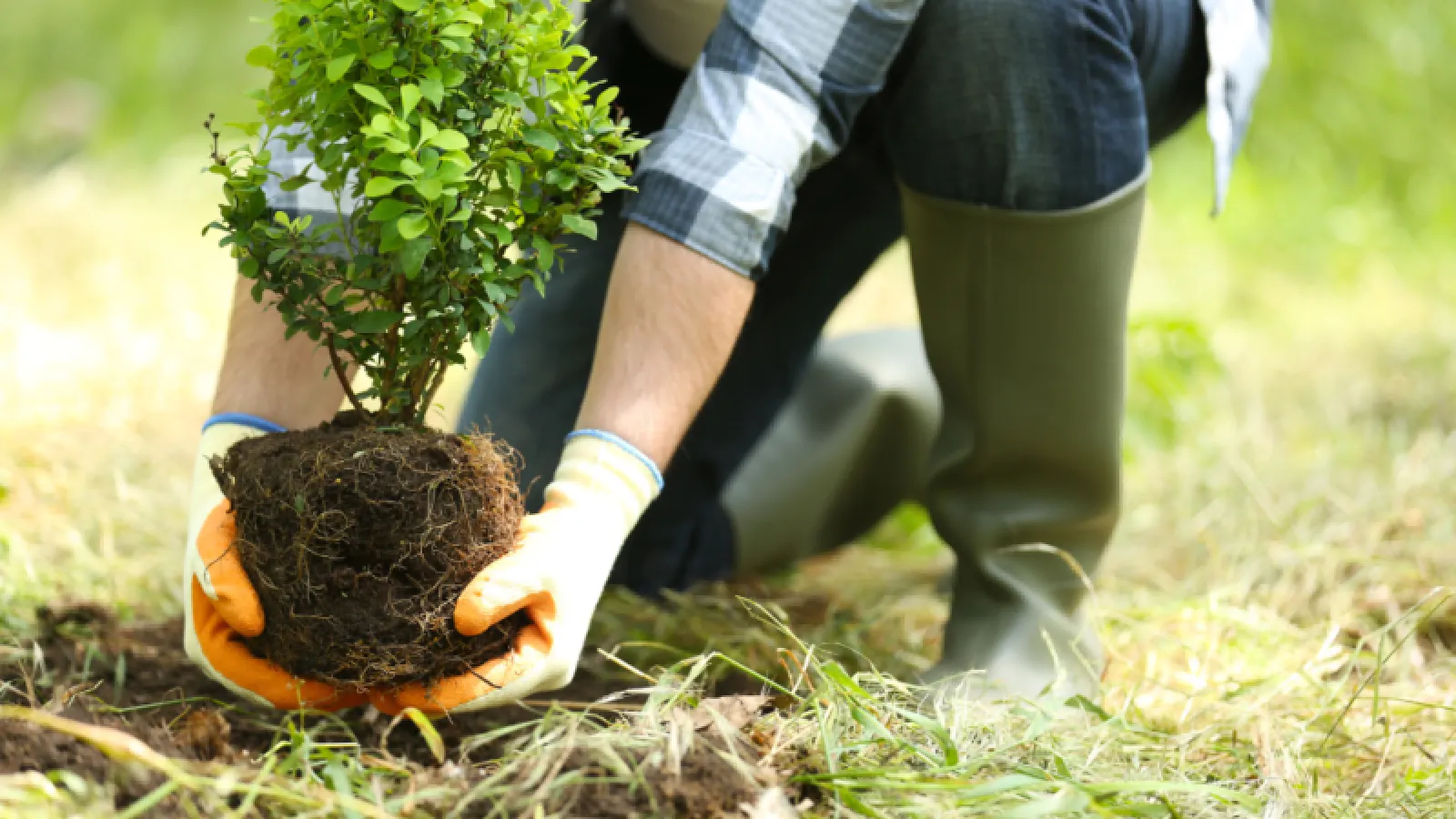 Fall Planting