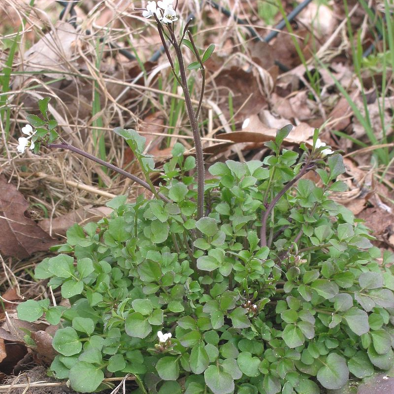 bittercress winter weed