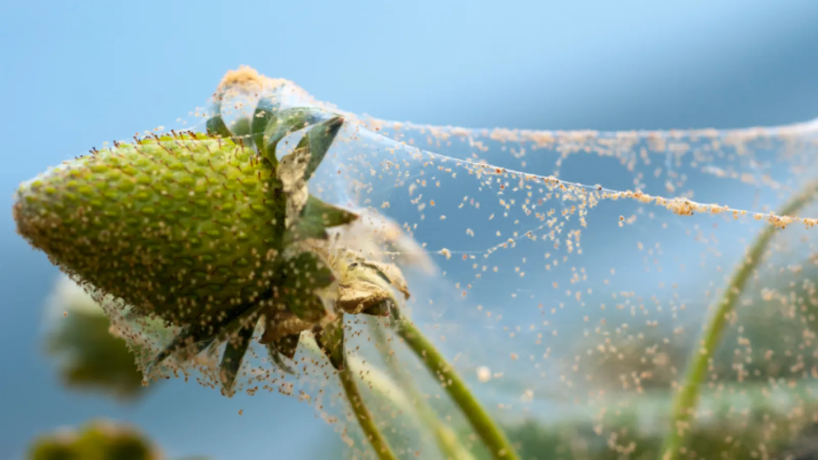 Spider Mites